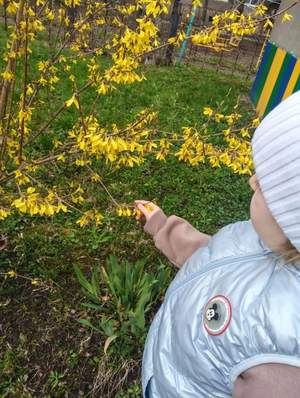 Наблюдение за природой на прогулке
