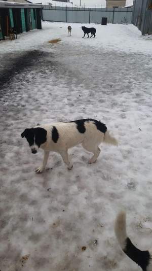 Посещение приюта для собак 10.01.2025